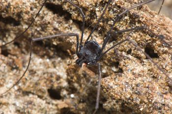 Media type: image; Invertebrate Zoology 129512